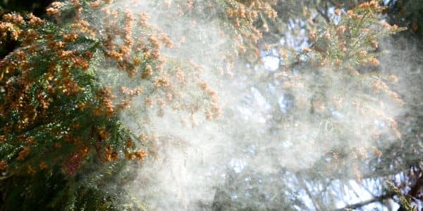 花粉の飛散開始